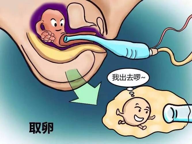 第三方供卵试管代怀_第三方供卵试管代怀：辅助生殖技术的新希望